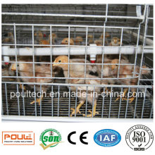 Jaula de pollito para criar polluelos de 1 a 14 semanas